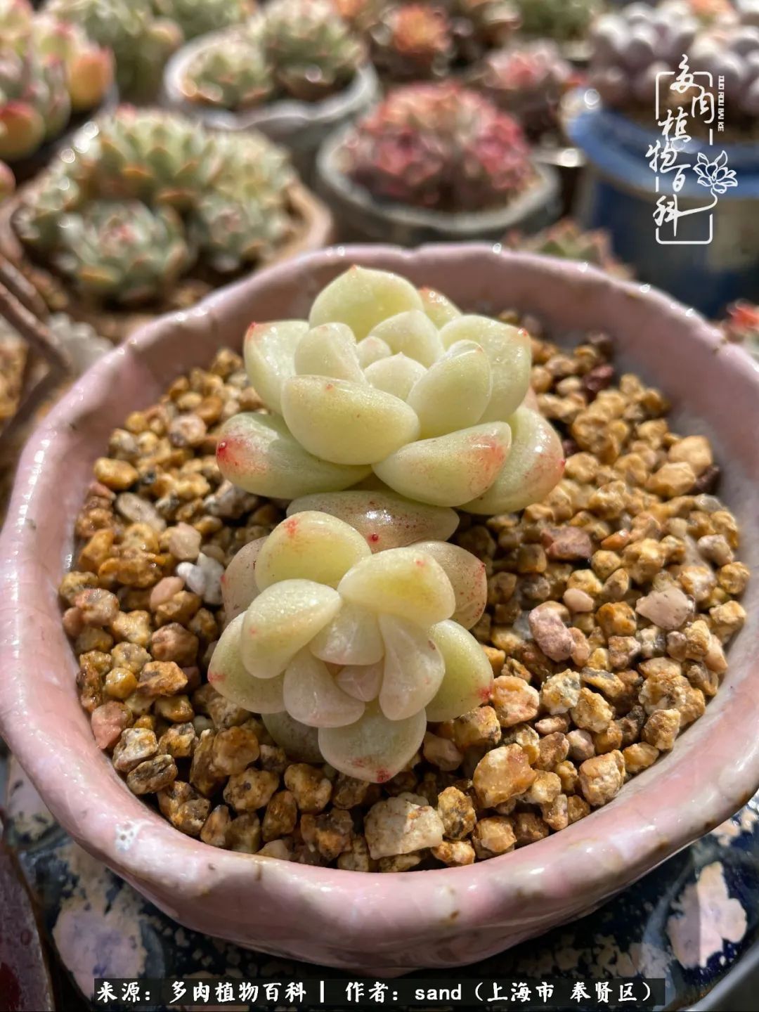 带着200多盆多肉,三个月搬两次家,是一种怎样的体验