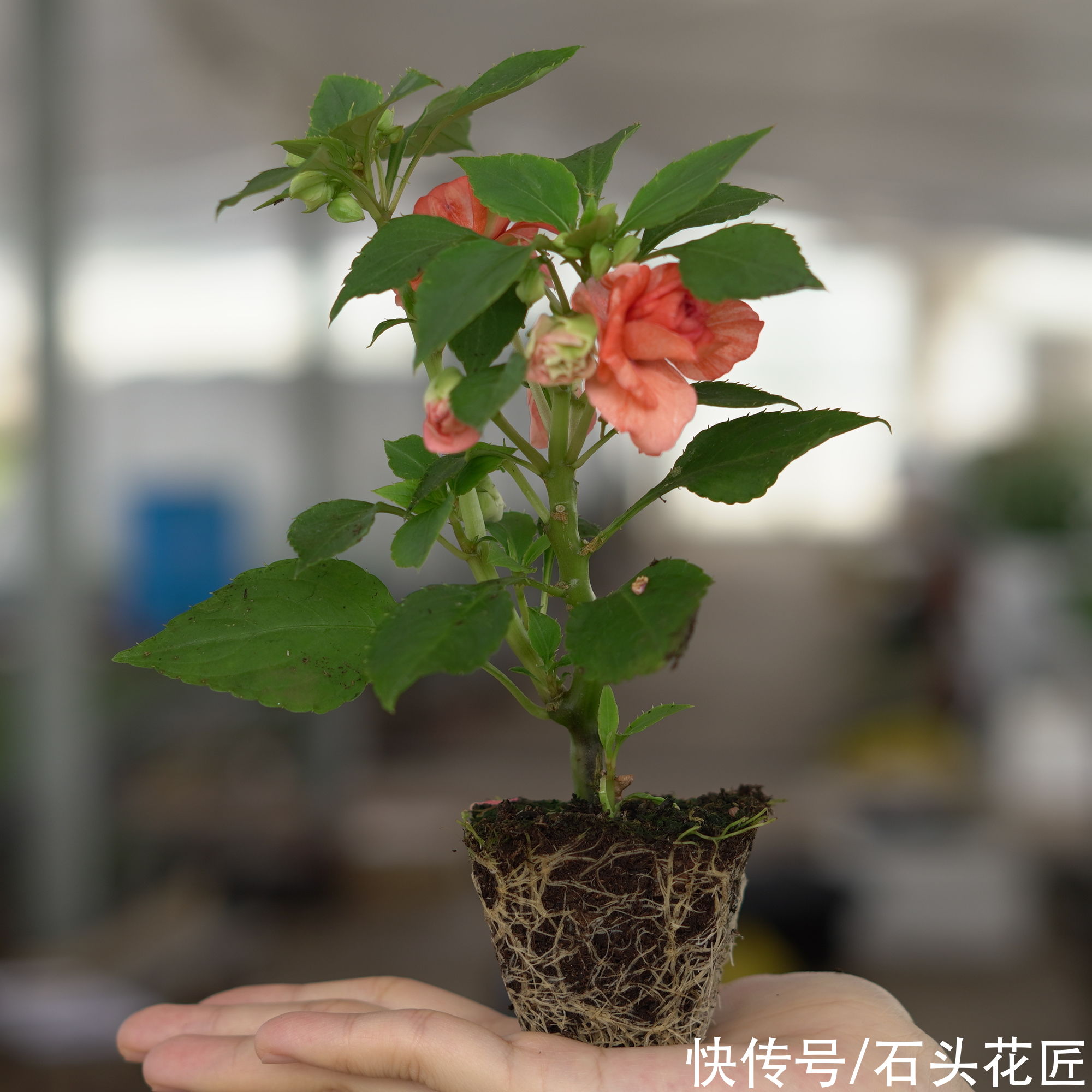 天气越热，越能开爆盆的“5种花”，阳台各养1盆开花上千朵