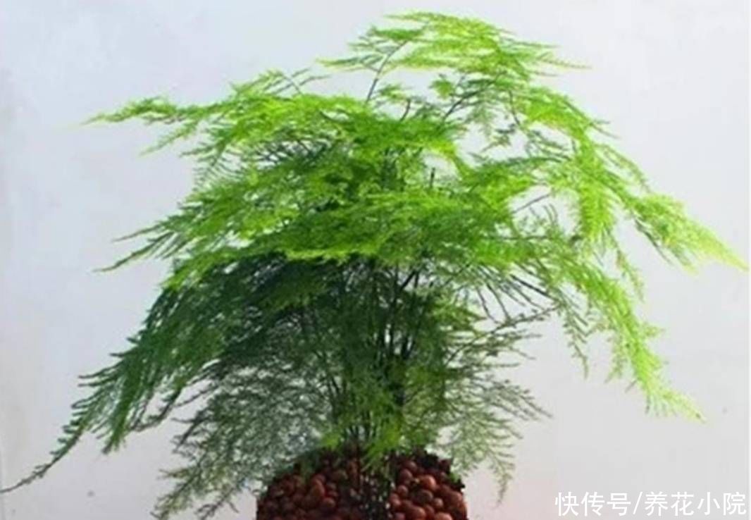 烂根|文竹就怕3件事，做错了容易出现烂根黄叶