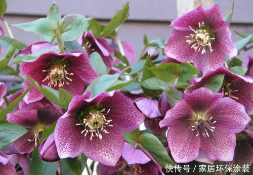 金边瑞香|4种耐寒花,现在养一盆正当时,大雪天也冻不死,花照样呼呼开!