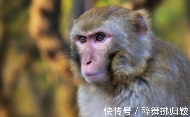 生肖猴|喜笑颜开桃花来袭，2022年1月下旬，生肖猴成功告别单身贵族称号