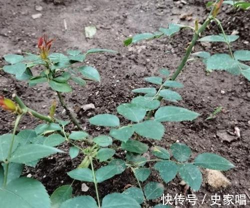 月季修剪后发芽不整齐,常见的3个原因和解决办法