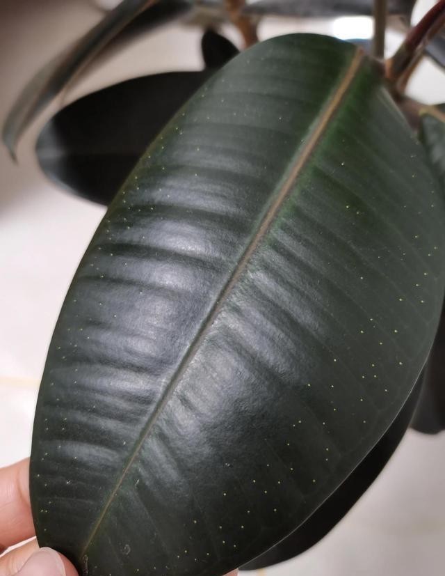 日光浴|这五种花，就得富养，大肥大水大太阳，长得那叫一个旺