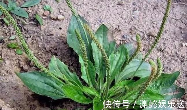 妙用|一味车前草,治病有奇效!9大顶级妙用,能治9种病症,不可不知!