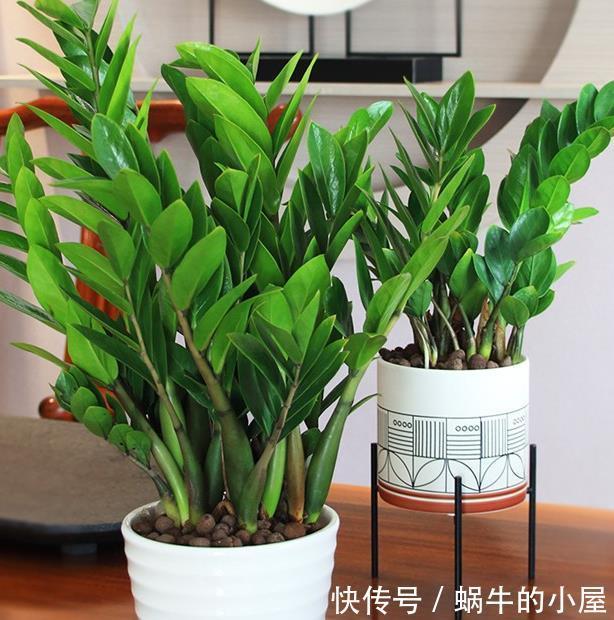 盆栽金钱树,冬末多关注这几个地方,绿叶新芽冒不停