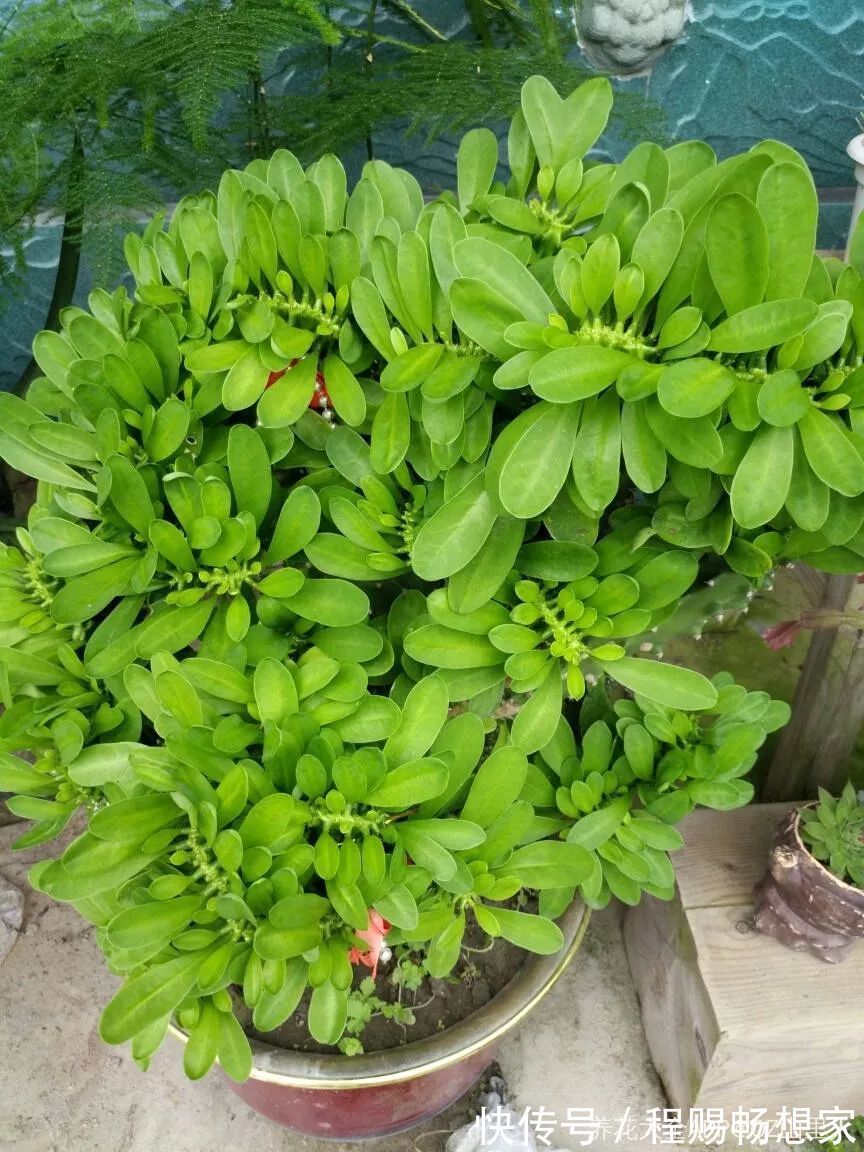 养花6种“丑八怪”，放在家里能镇宅，养的越久越气派