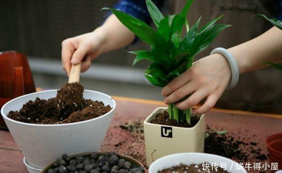 时间|换盆容易死?做到几点放心大胆换