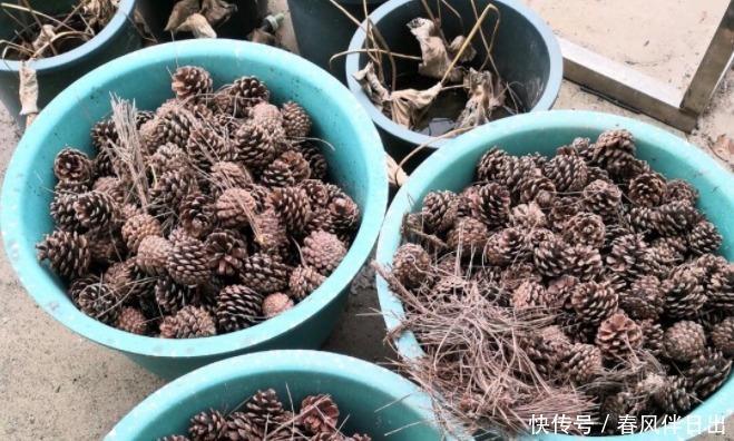 怎么让养花更富有趣味?多收集松果,学着这般处理