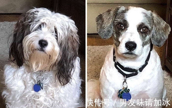 巨齿鲨#20张对比图,这将使您能够从未见过的角度看事物,第四期