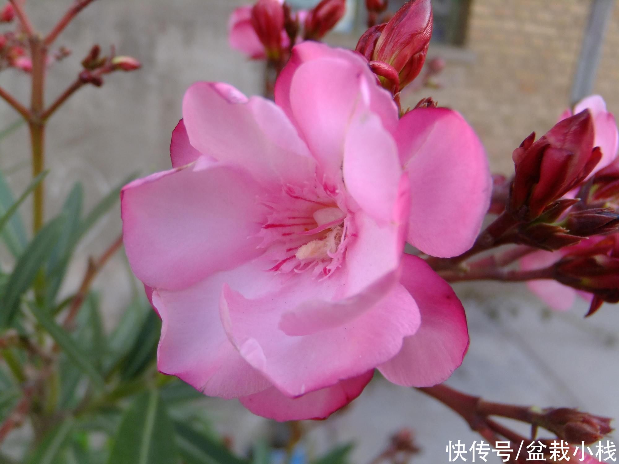 夜来香|你养的花，可能是“毒花”，盘点8种常见毒花