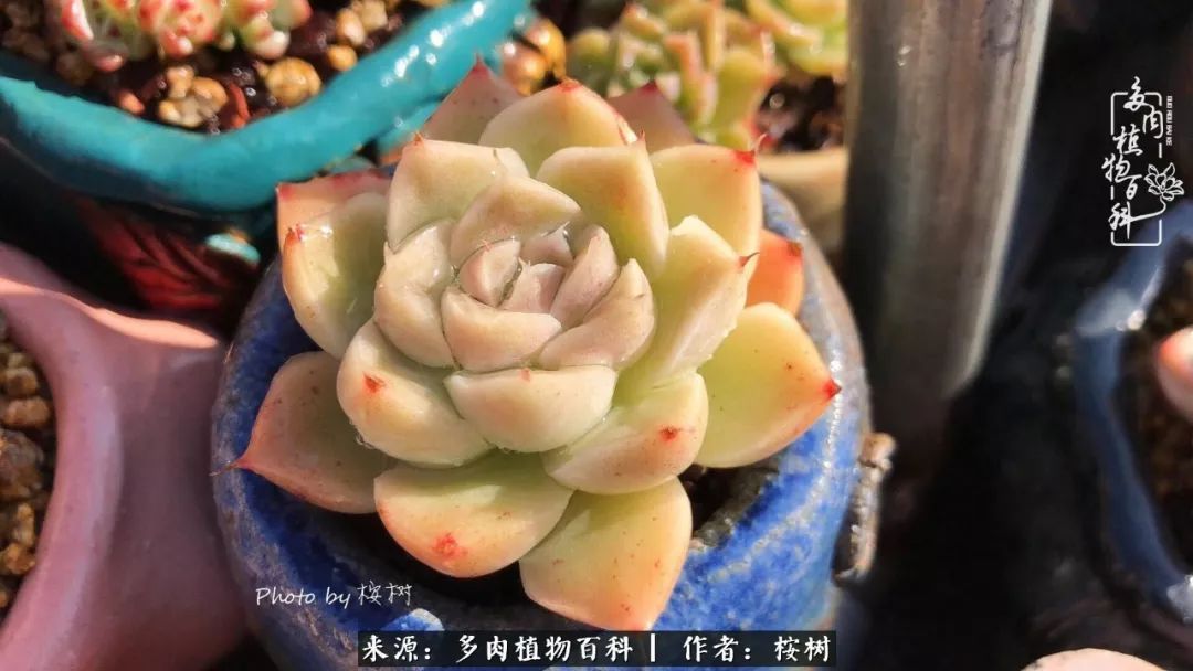 多肉度夏经验谈四季皆露养，兢兢业业养肉三年半！