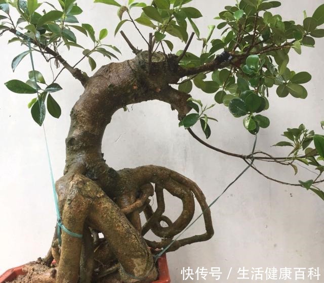 怎么让榕树盆景的根系快速变粗6种方法总有1种适合你，太棒了！