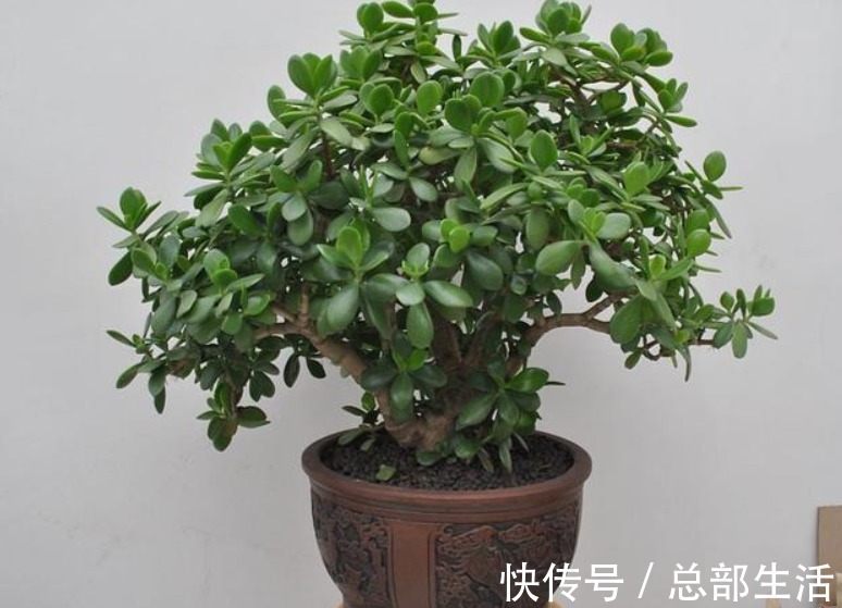 早春回暖,养玉树不能太“着急”,注意这3点,才能叶绿长势旺