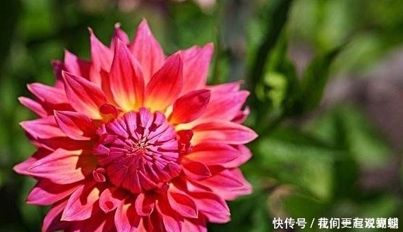 4种盆栽花号称开花机器，一整年都开花，好看又好养，值得拥有