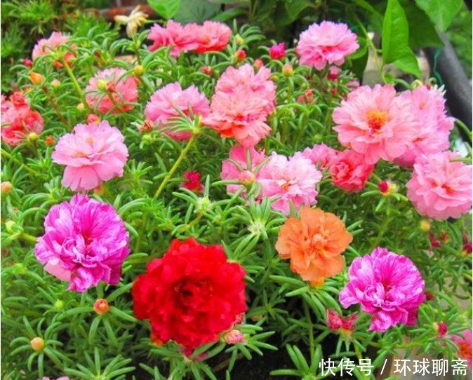 4种花不怕旱、不怕晒,好养易爆盆,越热开花越多,家中必养!