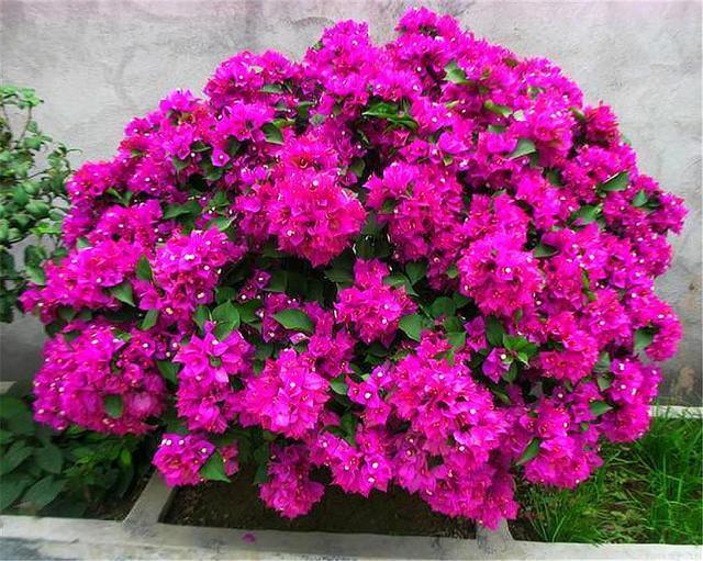 修剪|6月养三角梅,做好“4个多”,爆炸式开花,只见花朵不见叶