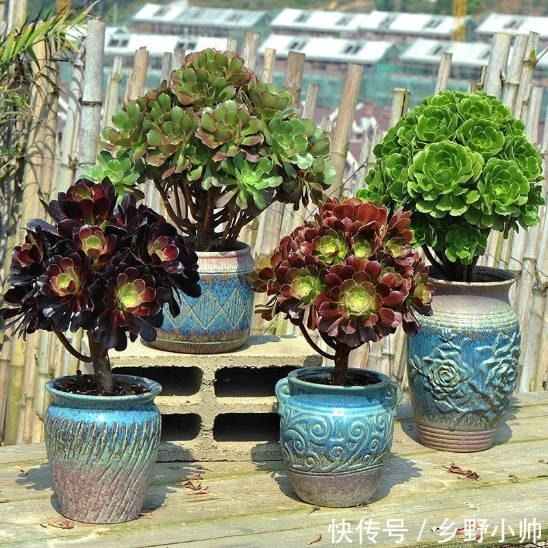 法师|法师还在休眠吗?什么时候开始苏醒?你想知道的都在这里