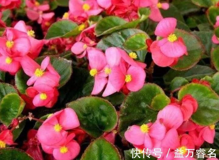 3种花比香水还好闻,一养就上“瘾”,花大色艳很漂亮,谁养谁爱