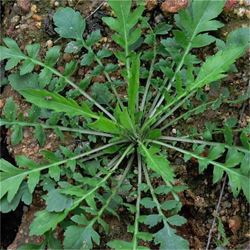 荠菜|农村常见的野草，其实是很好的药材，有很好的药效，了解以防万一