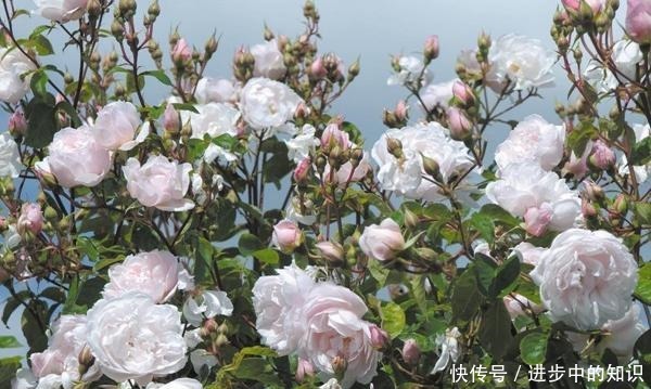 8款浓香月季推荐,种一棵满室飘香,喜欢快收藏