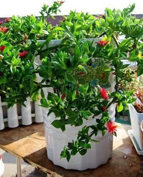 盆栽牡丹吊兰,2种养法,勤人“养成菜”,懒人“花爆盆”