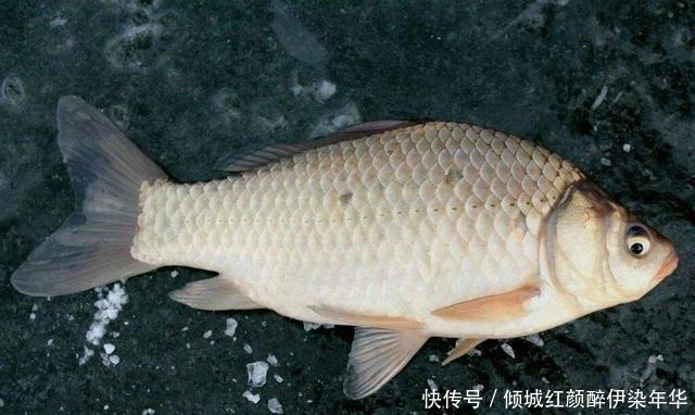 早春出钓时机最为重要,这几种天气错过你会错过很多渔获