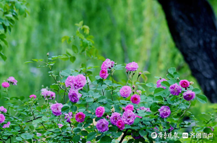 芬芳馥郁，香气醉人！济南五龙潭蔷薇花开来打卡啦|花开齐鲁| a5233