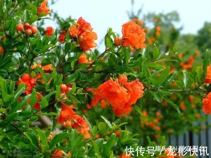 台友|你家盆景石榴不开花、不结果别急,一把剪刀就能解决!