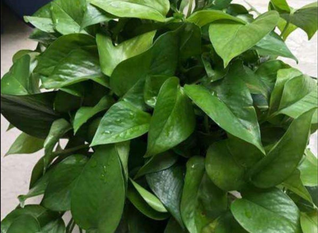 为什么说“一棵绿萝七个鬼”绿萝养在家里到底好不好