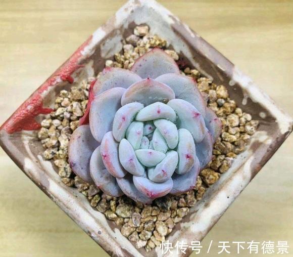 多肉|什么才是好多肉?价格贵就是好多肉吗?并不是,状态好才是真好