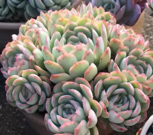  养肉|养肉人的初心：喜欢多肉的这几年，你变了吗？