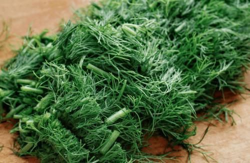 茴香苗|湿气重多吃这菜,三天两头吃,营养可口,湿气消失了,肝脏更健康