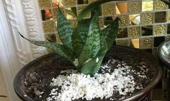 想要养花爆盆,就得给花施肥,有“3种玩意”养花,啥花都能爆