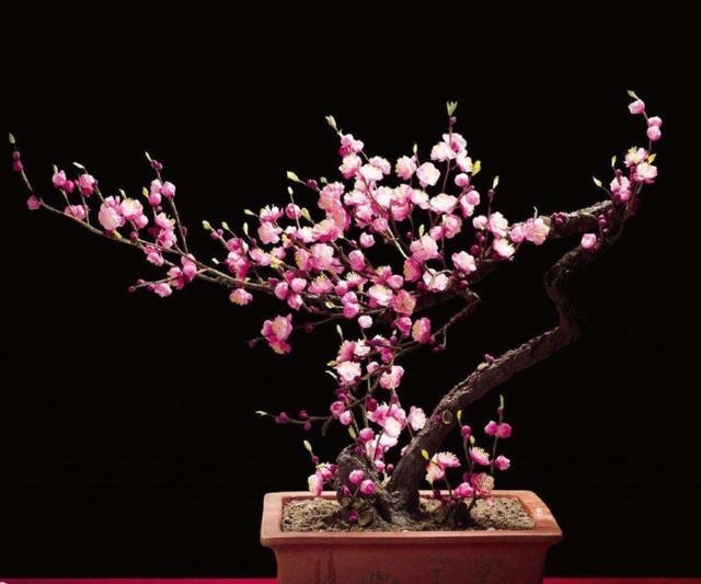漂亮|5种花冬天再冷也不怕,年前搬进室内,过年就开花,喜庆又漂亮!