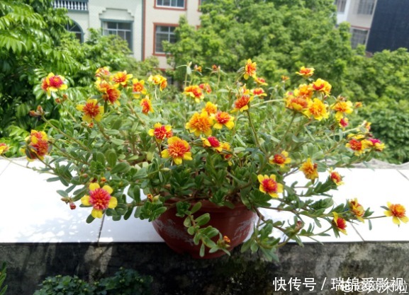 死不了的花,枝条沾土就活,从4月开到12月!