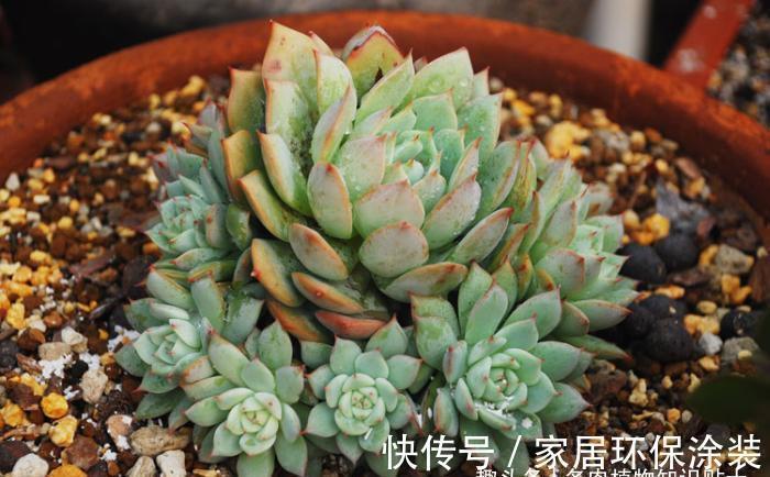 景天|景天养护攻略,多肉植物这样种才能活得久