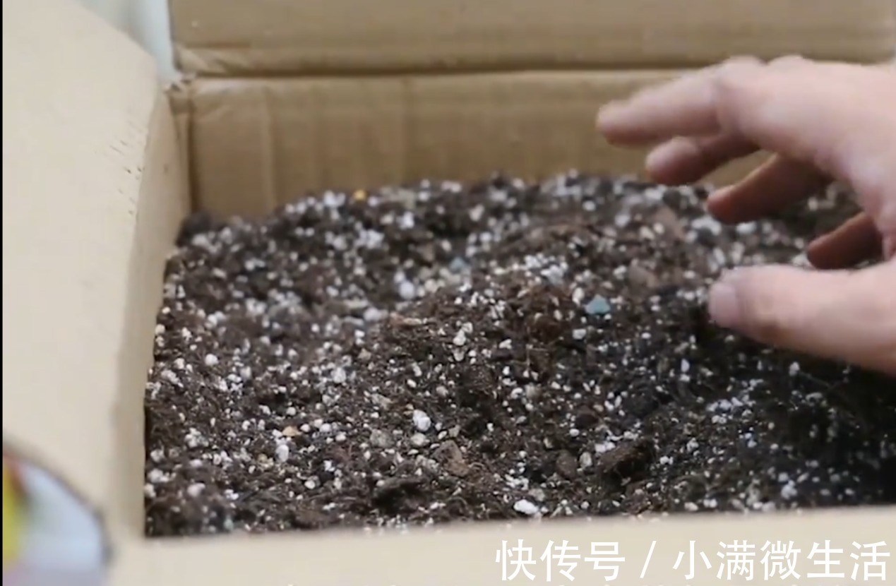 今天教大家怎么在阳台种山药，一个废纸箱，种上2节山药，一年收获一大箱