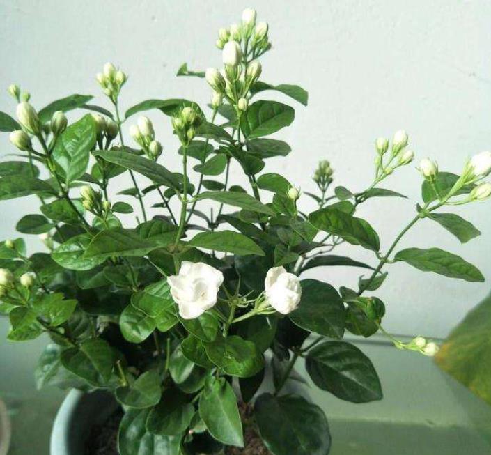 茉莉花|茉莉花干枝黄叶怎么办?1步操作让它焕发第二春,叶绿开花多!