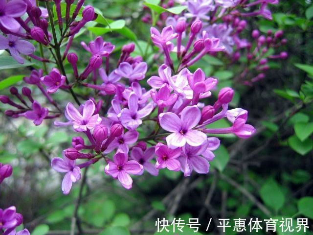此花是忧愁也是思念,有着最为高贵的色彩,是跨越空间的思念