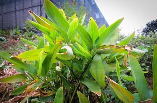 这种地下果实,长得像冬笋,煮熟后味道似红薯,如今不多见了