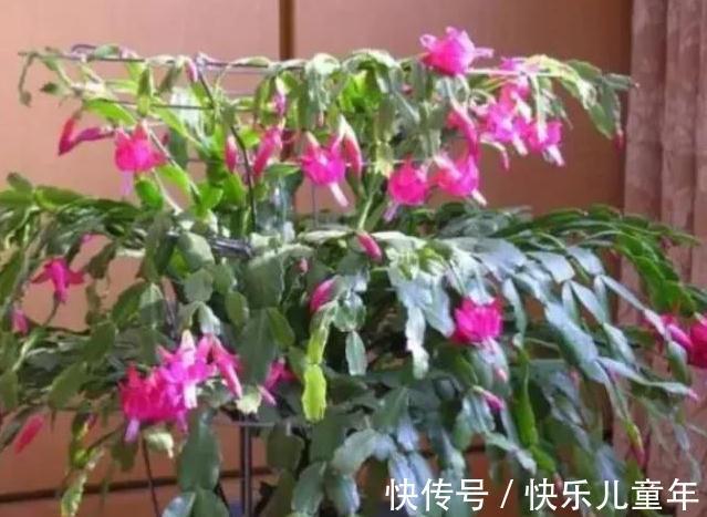 蟹爪兰开花期间叶片干瘪发蔫,花苞打不开,是什么原因造成的