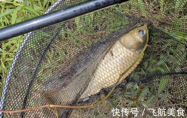 野塘垂钓什么钓位好光有水草不够,这样选才能连竿上鱼