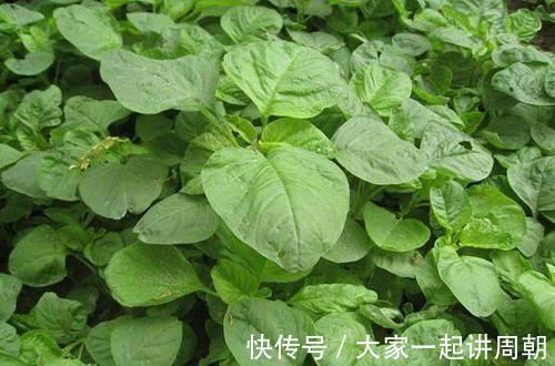农村|又到了去农村挖野菜的季节，冀南这些常见野菜，你喜欢哪个？