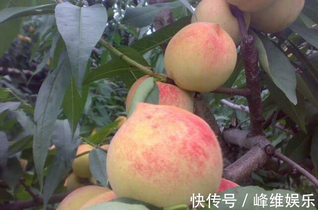 色斑|每天吃一个,皱纹没了,色斑少了,婴儿般的皮肤回来了