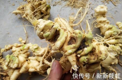 人参|山里一野草,外形酷似人参,价值珍贵,如今农民大量种植