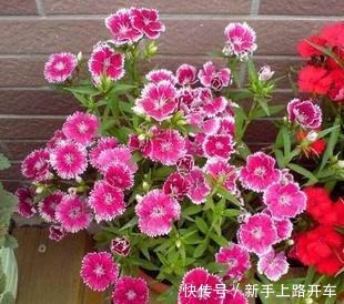 养花就养1盆它,种子撒盆里,1周发芽,开花多,从春开到秋!