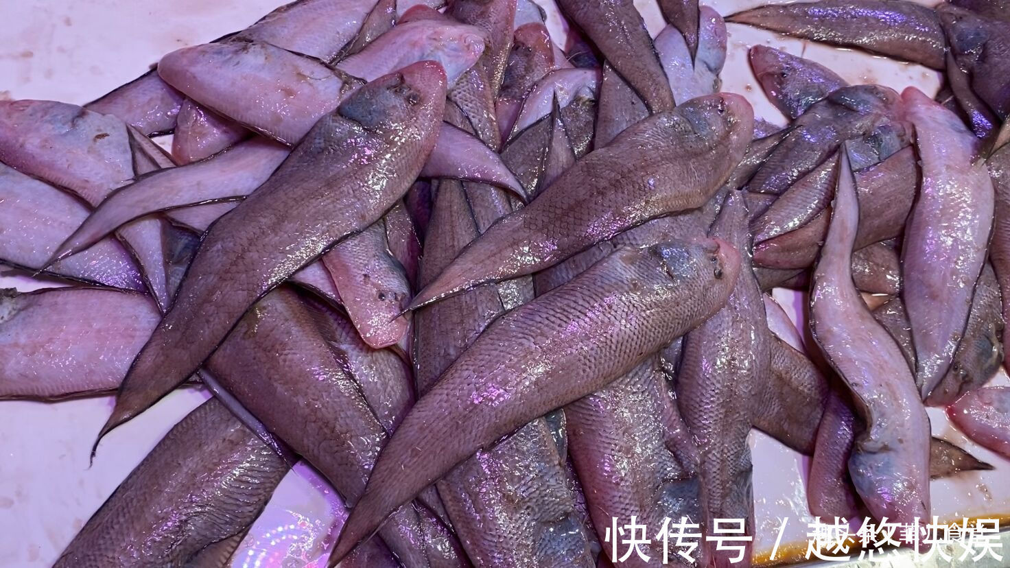 黄鱼|海鲜市场这5种鱼,别看不起眼,都是纯海鱼,营养价值高,别不懂