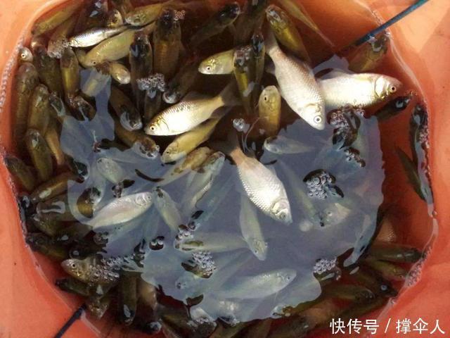 饵料|除了单打独斗,蓝鲫搭配这几种饵料,渔获能翻倍,皇禾渔具