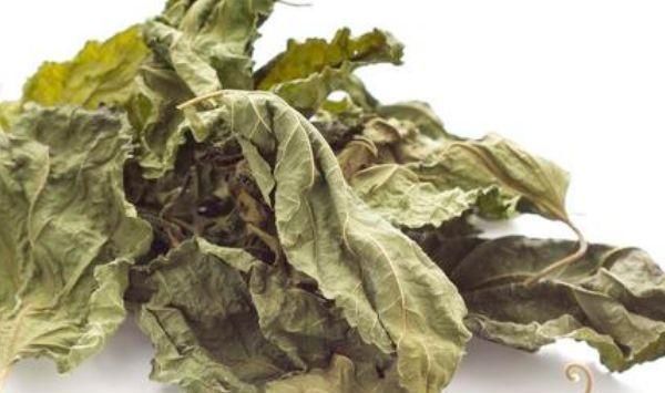 糖尿病患者|桑叶全身是宝,只有从农村出来的才知道,原来它还有这么多功效