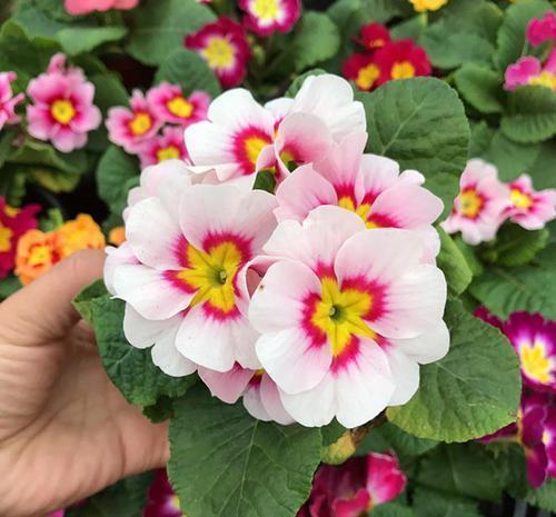 阳台|这些小草花,个个真美人,阳台养几盆,繁花不断,美到不敢看